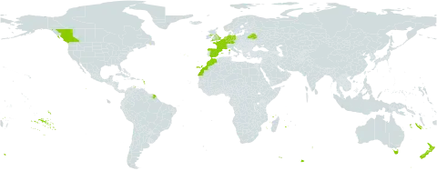 Petrosedum forsterianum world distribution map, present in Andorra, Australia, Belgium, Belarus, Canada, Germany, Spain, France, United Kingdom of Great Britain and Northern Ireland, Luxembourg, Morocco, Netherlands, New Zealand, and Portugal