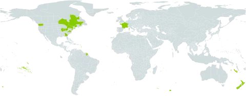 Petrosedum rupestre world distribution map, present in Canada, France, New Zealand, and United States of America