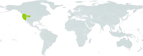 Phacelia heterophylla var. virgata world distribution map, present in United States of America