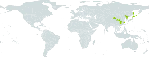 Phacellanthus tubiflorus world distribution map, present in China, Japan, Korea (Democratic People's Republic of), and Russian Federation