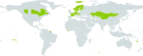 Phedimus hybridus (l.) 't world distribution map, present in Austria, Canada, China, Czech Republic, Germany, Denmark, Estonia, Finland, France, Hungary, Kazakhstan, Kyrgyzstan, Liberia, Mongolia, Norway, Slovakia, and Sweden