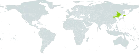 Phedimus kamtschaticus (fisch. & c.a.mey.) 't world distribution map, present in China, Japan, and Korea (Democratic People's Republic of)