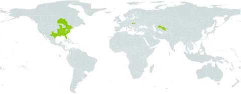 Philadelphus inodorus world distribution map, present in Canada, Slovakia, United States of America, and Uzbekistan