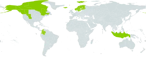 Phippsia algida world distribution map, present in Canada, Colombia, Finland, Indonesia, Iceland, Norway, Svalbard and Jan Mayen, Sweden, and United States of America