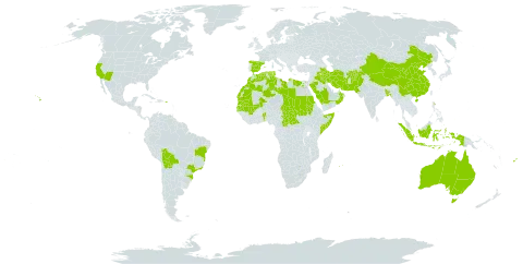 Phoenix dactylifera world distribution map, present in Afghanistan, Australia, Benin, Bangladesh, Bolivia (Plurinational State of), Brazil, Central African Republic, China, Cayman Islands, Dominica, Algeria, Egypt, Spain, Fiji, Gambia, Indonesia, Iran (Islamic Republic of), Iraq, Libya, Morocco, Mali, Mauritania, Mauritius, Oman, Pakistan, Palau, Puerto Rico, Réunion, Saudi Arabia, Sudan, Senegal, Singapore, Somalia, Turks and Caicos Islands, Chad, Tunisia, and United States of America