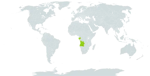 Phragmanthera sterculiae world distribution map, present in Angola and Gabon