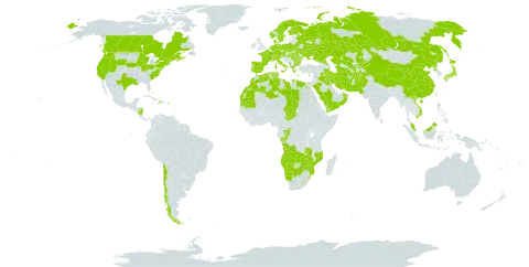 Phragmites australis subsp. australis world distribution map, present in Afghanistan, Angola, Albania, Austria, Bulgaria, Bahamas, Belarus, Botswana, Canada, Switzerland, Chile, China, Congo, Cook Islands, Cyprus, Czech Republic, Germany, Dominica, Denmark, Algeria, Egypt, Spain, Finland, France, Micronesia (Federated States of), Gambia, Greece, Haiti, Hungary, Ireland, Iran (Islamic Republic of), Iraq, Italy, Japan, Kazakhstan, Kyrgyzstan, Kuwait, Libya, Lesotho, Morocco, Montenegro, Mozambique, Mauritania, Malaysia, Namibia, Norfolk Island, Nicaragua, Netherlands, Norway, Nepal, Oman, Pakistan, Palau, Poland, Puerto Rico, Korea (Democratic People's Republic of), Portugal, Romania, Russian Federation, Saudi Arabia, Singapore, Sweden, eSwatini, Turks and Caicos Islands, Chad, Turkmenistan, Tunisia, Ukraine, United States of America, Uzbekistan, Viet Nam, Yemen, Zambia, and Zimbabwe