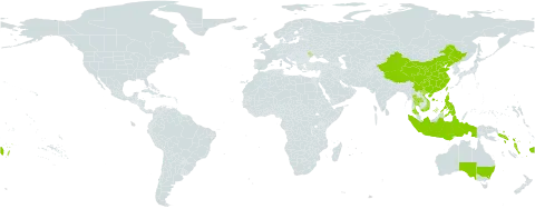 Phreatia world distribution map, present in Andorra, Australia, China, Fiji, Indonesia, Moldova (Republic of), Norfolk Island, Philippines, Solomon Islands, Thailand, Tonga, Taiwan, Province of China, Viet Nam, Vanuatu, Wallis and Futuna, and Samoa