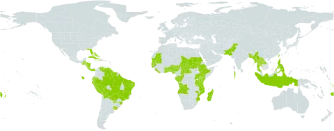 Phyllanthus amarus world distribution map, present in Aruba, Angola, Åland Islands, Andorra, Benin, Bangladesh, Bahamas, Belize, Bolivia (Plurinational State of), Brazil, Central African Republic, Congo, Cook Islands, Comoros, Costa Rica, Cuba, Cayman Islands, Dominica, Ecuador, Ethiopia, Fiji, Gabon, Guernsey, Ghana, Gambia, Guinea-Bissau, Guatemala, Guyana, Honduras, Haiti, Indonesia, Jamaica, Kenya, Lao People's Democratic Republic, Liberia, Madagascar, Maldives, Myanmar, Mozambique, Mauritania, Nigeria, Nicaragua, Nauru, Pakistan, Panama, Peru, Philippines, Puerto Rico, Paraguay, Sudan, Senegal, Sierra Leone, Suriname, Seychelles, Chad, Togo, Thailand, Tokelau, Tonga, Tuvalu, Taiwan, Province of China, Tanzania, United Republic of, Uganda, Uruguay, United States of America, Venezuela (Bolivarian Republic of), Wallis and Futuna, and Samoa