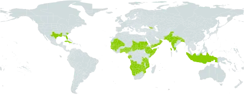 Phyllanthus fraternus world distribution map, present in Angola, Benin, Bangladesh, Bermuda, Botswana, Comoros, Cuba, Djibouti, Ethiopia, Gabon, Georgia, Ghana, Guinea, Gambia, Guinea-Bissau, Indonesia, India, Kenya, Mali, Mozambique, Mauritania, Namibia, Nigeria, Nepal, Oman, Pakistan, Puerto Rico, Rwanda, Sudan, Senegal, Somalia, Chad, Togo, Tanzania, United Republic of, United States of America, Yemen, Zambia, and Zimbabwe