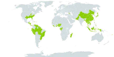 Phyllanthus urinaria world distribution map, present in Åland Islands, Andorra, Bangladesh, Belize, Brazil, China, Congo, Cook Islands, Comoros, Costa Rica, Dominica, Ecuador, Fiji, Gabon, Georgia, Guernsey, Ghana, Guatemala, Guyana, Honduras, Haiti, Indonesia, Jamaica, Japan, Lao People's Democratic Republic, Liberia, Madagascar, Maldives, Myanmar, Mauritius, Nigeria, Nicaragua, Pakistan, Panama, Peru, Philippines, Puerto Rico, Korea (Democratic People's Republic of), Réunion, Sierra Leone, Suriname, Seychelles, Togo, Thailand, Taiwan, Province of China, United States of America, Venezuela (Bolivarian Republic of), and Viet Nam