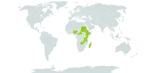Phyllopentas world distribution map, present in Burkina Faso, Central African Republic, Ethiopia, Kenya, Madagascar, Nigeria, Rwanda, Sudan, Tanzania, United Republic of, Uganda, and Zambia