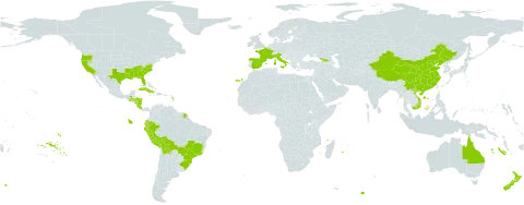 Phyllostachys aurea world distribution map, present in Åland Islands, Australia, Bolivia (Plurinational State of), Brazil, China, Costa Rica, Cuba, Ecuador, Spain, France, Georgia, Guatemala, Honduras, Italy, Nicaragua, New Zealand, Peru, United States of America, and Viet Nam