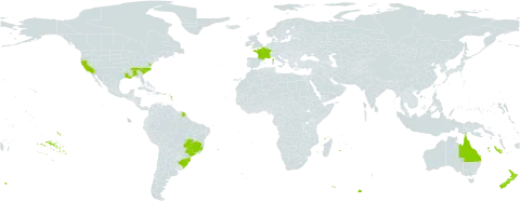 Phyllostachys bambusoides world distribution map, present in Australia, Brazil, France, New Zealand, and United States of America