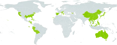 Phyllostachys world distribution map, present in Åland Islands, Australia, Austria, Bolivia (Plurinational State of), China, Cook Islands, Costa Rica, Cuba, Ecuador, Spain, Georgia, Guatemala, Honduras, Italy, Japan, Lao People's Democratic Republic, Myanmar, Malaysia, Nicaragua, Peru, Philippines, Puerto Rico, Korea (Democratic People's Republic of), Seychelles, Turks and Caicos Islands, Taiwan, Province of China, United States of America, and Viet Nam