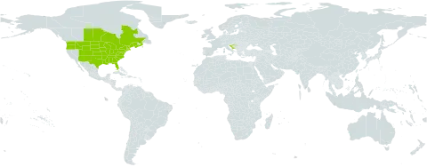 Physalis heterophylla world distribution map, present in Canada, Croatia, and United States of America