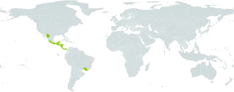 Physalis minuta world distribution map, present in Brazil, Costa Rica, Guatemala, Honduras, Mexico, Nicaragua, and Panama
