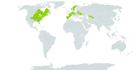 Physocarpus opulifolius world distribution map, present in Austria, Belarus, Canada, Czech Republic, Germany, Spain, Estonia, France, United Kingdom of Great Britain and Northern Ireland, Croatia, Korea (Republic of), Netherlands, Norway, Slovakia, Slovenia, Sweden, Ukraine, United States of America, and Uzbekistan