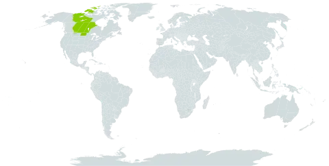 Physostegia ledinghamii world distribution map, present in Canada and United States of America