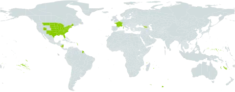 Physostegia virginiana world distribution map, present in Åland Islands, France, Micronesia (Federated States of), Georgia, Nicaragua, and United States of America