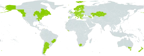 Pilosella officinarum world distribution map, present in Albania, Andorra, Argentina, Armenia, Australia, Austria, Azerbaijan, Belgium, Bulgaria, Bosnia and Herzegovina, Belarus, Brazil, Canada, Switzerland, Czech Republic, Germany, Denmark, Estonia, Finland, France, United Kingdom of Great Britain and Northern Ireland, Georgia, Greece, Croatia, Hungary, Italy, Kazakhstan, Liberia, Liechtenstein, Lithuania, Luxembourg, Latvia, Moldova (Republic of), North Macedonia, Montenegro, Netherlands, Norway, New Zealand, Poland, Portugal, Romania, Russian Federation, Saint Pierre and Miquelon, Serbia, Slovakia, Slovenia, Sweden, Ukraine, United States of America, and South Africa