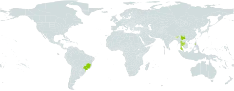 Pinus kesiya world distribution map, present in Brazil, China, India, Sri Lanka, Philippines, and Thailand