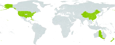 Pinus world distribution map, present in Australia, China, Cuba, Indonesia, Sri Lanka, New Zealand, and United States of America