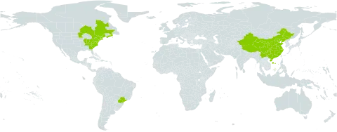 Pinus rigida world distribution map, present in Brazil, Canada, China, and United States of America