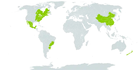 Pinus strobus world distribution map, present in Brazil, Canada, China, France, Guatemala, Mexico, New Zealand, and United States of America