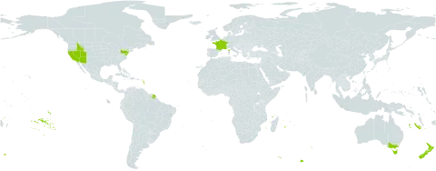 Piptatherum miliaceum world distribution map, present in Australia, France, New Zealand, and United States of America