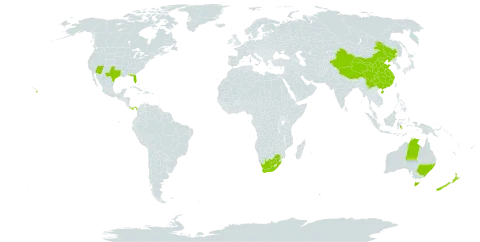 Pisonia world distribution map, present in American Samoa, Australia, China, Indonesia, New Zealand, Panama, Sierra Leone, United States of America, and South Africa