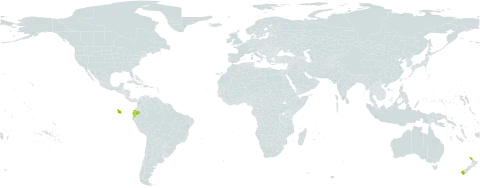 Pittosporum cornifolium world distribution map, present in Ecuador and New Zealand