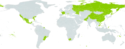 Pittosporum tobira world distribution map, present in Brazil, China, Spain, France, Guam, Croatia, Japan, Mexico, Pakistan, Palau, Portugal, Russian Federation, United States of America, Viet Nam, and South Africa