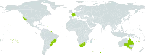 Pittosporum undulatum world distribution map, present in Australia, Brazil, France, United States of America, and South Africa