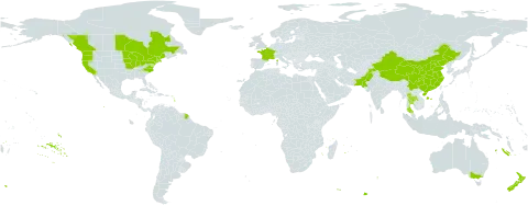 Plantago indica world distribution map, present in Australia, Canada, China, France, New Zealand, Pakistan, Thailand, and United States of America