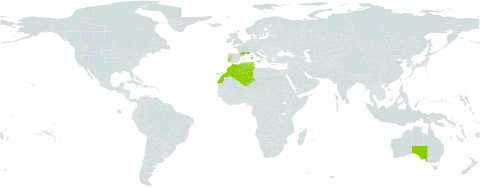 Platycapnos spicatus world distribution map, present in Australia, Algeria, Spain, France, Italy, Morocco, Portugal, and Tunisia