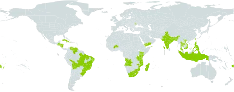 Plectranthus amboinicus world distribution map, present in Angola, Burkina Faso, Bangladesh, Belize, Bolivia (Plurinational State of), Brazil, Comoros, Cuba, Dominica, Fiji, Guatemala, Honduras, Haiti, Indonesia, India, Jamaica, Kenya, Moldova (Republic of), Madagascar, Mozambique, Nicaragua, Philippines, Puerto Rico, eSwatini, Seychelles, Thailand, Tonga, Taiwan, Province of China, Tanzania, United Republic of, Venezuela (Bolivarian Republic of), Viet Nam, Wallis and Futuna, Samoa, Yemen, and South Africa