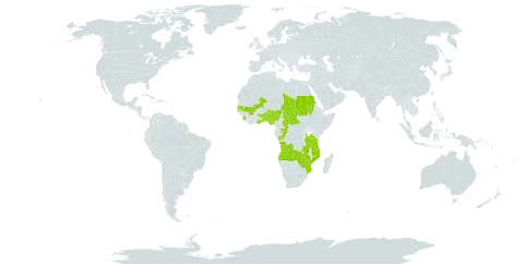 Plectranthus gracillimus world distribution map, present in Angola, Benin, Central African Republic, Congo, Cabo Verde, Ghana, Mali, Mozambique, Nigeria, Sudan, Senegal, Sierra Leone, Chad, Togo, Tanzania, United Republic of, Zambia, and Zimbabwe