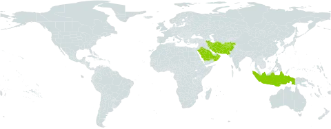Plocama hymenostephana world distribution map, present in Afghanistan, Indonesia, Iran (Islamic Republic of), Oman, Pakistan, and Saudi Arabia