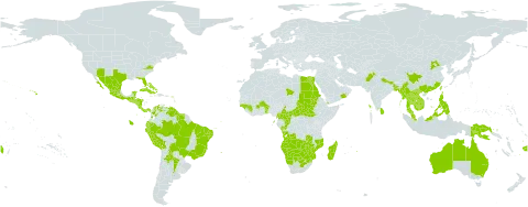 Plumbago zeylanica world distribution map, present in Angola, Anguilla, Argentina, American Samoa, Antigua and Barbuda, Australia, Benin, Bonaire, Sint Eustatius and Saba, Burkina Faso, Bangladesh, Bahamas, Belize, Bolivia (Plurinational State of), Brazil, Barbados, Botswana, Central African Republic, China, Cameroon, Congo, Cook Islands, Colombia, Cabo Verde, Costa Rica, Cuba, Dominica, Ecuador, Egypt, Fiji, Guinea, Guadeloupe, Guinea-Bissau, Equatorial Guinea, Grenada, Guatemala, French Guiana, Guyana, Honduras, Indonesia, India, Jamaica, Cambodia, Lao People's Democratic Republic, Saint Lucia, Sri Lanka, Madagascar, Mexico, Myanmar, Northern Mariana Islands, Mozambique, Montserrat, Martinique, Mauritius, Malaysia, Mayotte, Namibia, Nicaragua, Nepal, Oman, Pakistan, Panama, Peru, Philippines, Papua New Guinea, Puerto Rico, Paraguay, Réunion, Sudan, Singapore, El Salvador, South Sudan, Sao Tome and Principe, Suriname, eSwatini, Seychelles, Turks and Caicos Islands, Chad, Togo, Thailand, Trinidad and Tobago, Taiwan, Province of China, United States Minor Outlying Islands, United States of America, Saint Vincent and the Grenadines, Venezuela (Bolivarian Republic of), Viet Nam, Yemen, South Africa, Zambia, and Zimbabwe