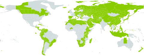 Poa annua world distribution map, present in Afghanistan, Åland Islands, Albania, Antigua and Barbuda, Australia, Austria, Burkina Faso, Bangladesh, Bulgaria, Belarus, Bermuda, Bolivia (Plurinational State of), Brazil, Canada, Switzerland, Chile, China, Colombia, Costa Rica, Cuba, Cyprus, Czech Republic, Germany, Dominica, Denmark, Algeria, Ecuador, Egypt, Eritrea, Spain, Ethiopia, Finland, Falkland Islands (Malvinas), France, Micronesia (Federated States of), Georgia, Greece, Guatemala, Heard Island and McDonald Islands, Honduras, Haiti, Hungary, Indonesia, Ireland, Iran (Islamic Republic of), Iraq, Iceland, Italy, Jamaica, Japan, Kazakhstan, Kenya, Kyrgyzstan, Kuwait, Libya, Lesotho, Morocco, Madagascar, Myanmar, Montenegro, Mauritius, Malaysia, Namibia, Norfolk Island, Nicaragua, Netherlands, Norway, Nepal, New Zealand, Pakistan, Panama, Peru, Philippines, Palau, Poland, Puerto Rico, Korea (Democratic People's Republic of), Portugal, Paraguay, Réunion, Romania, Russian Federation, Rwanda, Saudi Arabia, Singapore, Sweden, eSwatini, Turks and Caicos Islands, Turkmenistan, Tunisia, Taiwan, Province of China, Tanzania, United Republic of, Uganda, Ukraine, Uruguay, Uzbekistan, Venezuela (Bolivarian Republic of), Viet Nam, Yemen, South Africa, Zambia, and Zimbabwe