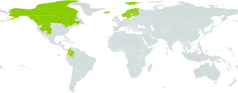 Poa arctica world distribution map, present in Canada, Colombia, Finland, Iceland, Norway, Svalbard and Jan Mayen, Sweden, and United States of America