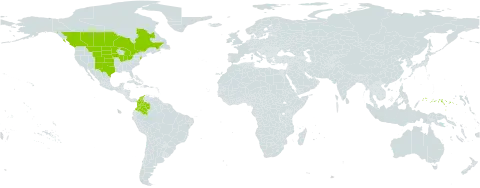 Poa arida world distribution map, present in Canada, Colombia, Micronesia (Federated States of), and United States of America