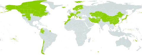 Poa glauca subsp. glauca world distribution map, present in Afghanistan, Austria, Canada, Switzerland, Chile, China, Colombia, Czech Republic, Spain, Finland, France, Micronesia (Federated States of), Greece, Iran (Islamic Republic of), Iceland, Italy, Japan, Kazakhstan, Kyrgyzstan, Morocco, Montenegro, Norway, Nepal, Pakistan, Poland, Korea (Democratic People's Republic of), Svalbard and Jan Mayen, Sweden, Taiwan, Province of China, United States of America, and Uzbekistan