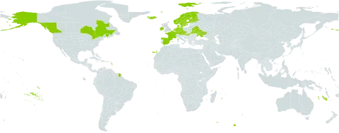 Poa humilis world distribution map, present in Austria, Belarus, Canada, Czech Republic, Germany, Denmark, Spain, Finland, France, Hungary, Ireland, Iceland, Netherlands, Norway, Sweden, Ukraine, and United States of America