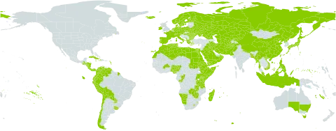 Poa world distribution map, present in Afghanistan, Åland Islands, Albania, Antigua and Barbuda, Australia, Austria, Burkina Faso, Bangladesh, Bulgaria, Belarus, Bermuda, Bolivia (Plurinational State of), Switzerland, Chile, China, Congo, Colombia, Costa Rica, Cuba, Cyprus, Czech Republic, Germany, Dominica, Denmark, Algeria, Ecuador, Egypt, Eritrea, Spain, Ethiopia, Finland, Falkland Islands (Malvinas), France, Micronesia (Federated States of), Georgia, Greece, Guatemala, Heard Island and McDonald Islands, Honduras, Haiti, Hungary, Indonesia, Ireland, Iran (Islamic Republic of), Iraq, Iceland, Italy, Jamaica, Japan, Kazakhstan, Kenya, Kyrgyzstan, Kuwait, Libya, Lesotho, Morocco, Moldova (Republic of), Madagascar, Myanmar, Montenegro, Mauritius, Malaysia, Namibia, Norfolk Island, Nigeria, Nicaragua, Netherlands, Norway, Nepal, Oman, Pakistan, Panama, Peru, Philippines, Palau, Poland, Puerto Rico, Korea (Democratic People's Republic of), Portugal, Paraguay, Réunion, Romania, Russian Federation, Rwanda, Saudi Arabia, Sudan, Singapore, Svalbard and Jan Mayen, Somalia, Sweden, eSwatini, Turks and Caicos Islands, Turkmenistan, Tunisia, Taiwan, Province of China, Tanzania, United Republic of, Uganda, Ukraine, Uruguay, Uzbekistan, Venezuela (Bolivarian Republic of), Viet Nam, Yemen, Zambia, and Zimbabwe