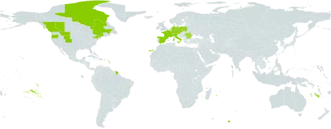 Poa laxa world distribution map, present in Austria, Bulgaria, Canada, Switzerland, Czech Republic, Germany, Spain, France, Italy, Poland, Romania, and United States of America