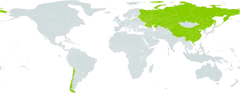 Poa sibirica world distribution map, present in Chile, China, Kazakhstan, Kyrgyzstan, Montenegro, Korea (Democratic People's Republic of), and Russian Federation