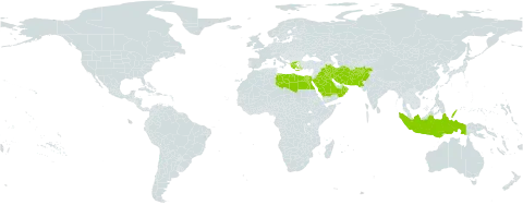 Poa sinaica world distribution map, present in Afghanistan, Egypt, Greece, Indonesia, Iran (Islamic Republic of), Iraq, Kuwait, Libya, Oman, Pakistan, Palau, Saudi Arabia, Singapore, and Turks and Caicos Islands