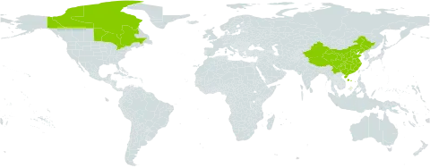 Poa tolmatchewii world distribution map, present in Canada and China
